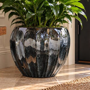 Puede incluir: Una exuberante planta de lirio de la paz con hojas de color verde oscuro y dos flores blancas en espata, plantada en una maceta de cerámica esmaltada azul oscuro, redonda, con textura acanalada vertical y acabado brillante.