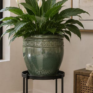 Puede incluir: Una exuberante planta de lirio de la paz con hojas de color verde oscuro y flores blancas, plantada en una maceta de cerámica grande, redonda y de color verde brillante con un borde decorativo, sobre un soporte de metal negro de cuatro patas.