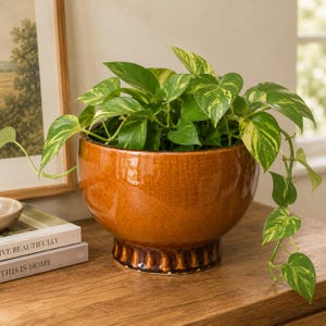 May include: A round, glazed ceramic planter in a warm, earthy brown tone. The planter features a decorative base and is filled with a vibrant green plant with variegated leaves. The plant's vines cascade over the edge, adding a natural touch to the decor.