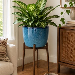 Peut inclure: Une plante Dieffenbachia aux feuilles panachées de vert et de crème, placée dans un pot en céramique bleu brillant et moucheté. Le pot repose sur un support en bois brun foncé doté de quatre pieds fuselés et d'une base en croix.