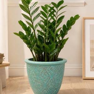 May include: A vibrant green ZZ plant in a turquoise ceramic pot. The pot features a detailed diamond pattern. The plant has multiple stems with glossy, oval-shaped leaves. The pot is sitting on a light-colored wooden floor.