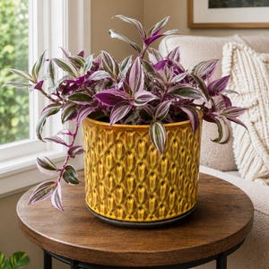May include: A Tradescantia zebrina plant with purple, green, and white striped leaves potted in a cylindrical, mustard yellow ceramic planter. The planter features a textured, repeating geometric pattern and sits on a dark circular base.