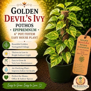 Golden Pothos Devils Ivy Live Houseplant, Easy Care Moss Pole Totem, 6 Inch Pot