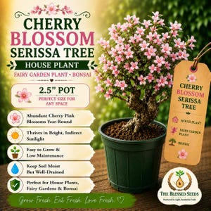 May include: A Cherry Blossom Serissa tree house plant in a 2.5-inch pot. The plant features small pink flowers and a textured trunk. A tan tag attached to the plant reads Cherry Blossom Serissa Tree, House Plant, Fairy Garden Plant, and Bonsai.