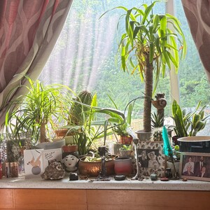 May include: A windowsill display featuring various potted plants, such as cacti and palms. The arrangement includes framed photographs, ceramic ornaments, and a mug. Natural light streams through, illuminating the diverse collection.