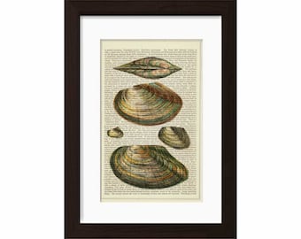 Seashell Collection print on vintage (1850's) upcycled book page mixed media digital