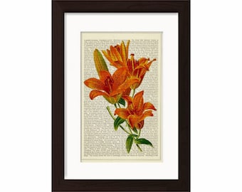 Flower Saffron Lily Engraving Print on vintage upcycled page mixed media digital