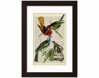 Colourful Tropical Bird print on vintage (1870's) upcycled book page
