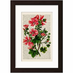 May include: A vintage botanical illustration of pink flowers with green leaves on a page of an old book. The text on the page is in French.