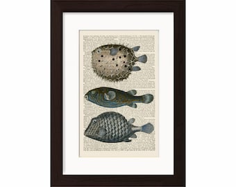 Exotic and Unusual Puffer  Fish Antique engraving Print on Vintage Repurposed Page mixed media  digital
