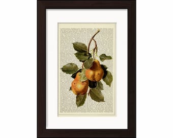 Fruit Print   Pears  Print on Upcycled 1870's French Dictionary Page  mixed media digital print art