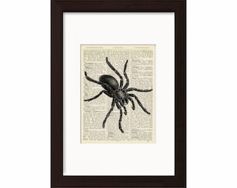 Spider Entomology Print on Upcycled 1896 Latin English Dictionary Page mixed media digital