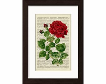 Red Rose  Print on Upcycled 1870's French Dictionary Page