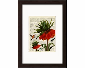 Hummingbird with red flowers  Print on Upcycled 1896 Latin English Dictionary Page
