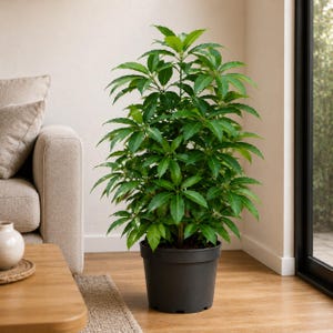 Peut inclure: Une grande plante Schefflera aux feuilles vert foncé brillantes, composées et palmées, disposées en verticilles. La plante est placée dans un pot cylindrique noir mat simple, présentant un port dressé et dense avec plusieurs tiges.