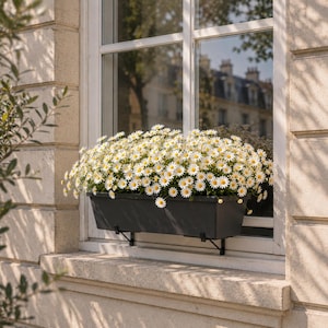 Peut inclure: Une jardinière rectangulaire gris foncé remplie d'un groupe dense de marguerites blanches aux centres jaunes. La jardinière est fixée à l'extérieur d'un cadre de fenêtre avec des supports métalliques noirs, contre un mur en pierre claire.