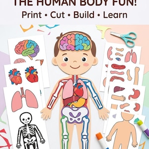 May include: A paper craft kit featuring a cartoon human figure with internal organs and skeletal parts. The text reads: MAKE LEARNING THE HUMAN BODY FUN! Print • Cut • Build • Learn. Includes colorful illustrations of the brain, heart, lungs, and bones.
