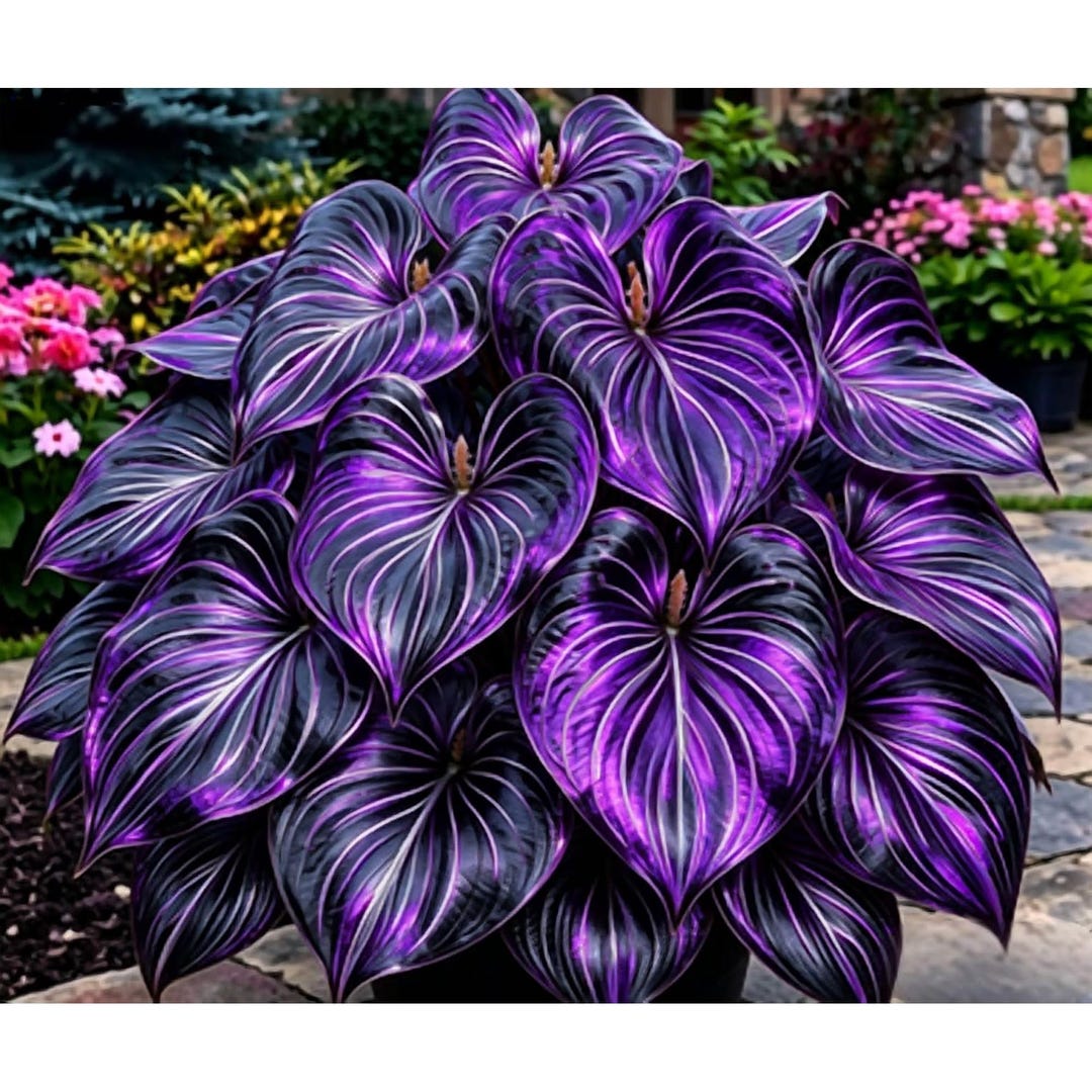 Mixed Color Hosta Seeds Rare Perennial Heart Leaf Shade Outdoor Garden ...