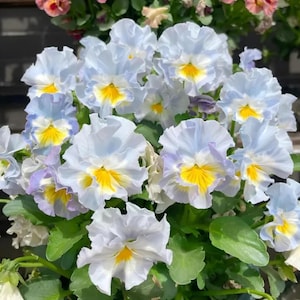 May include: A vibrant display of pansies, featuring light blue and white petals with striking yellow centers. The flowers, with their ruffled edges, are set against a backdrop of green foliage. The image highlights the delicate beauty of the blooms.