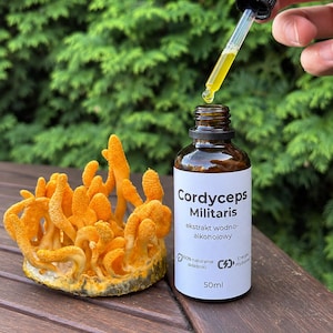 Könnte beinhalten: Eine 50ml Braunglasflasche mit Cordyceps Militaris Wasser-Alkohol-Extrakt und weißem Etikett mit schwarzer Schrift. Eine Glaspipette hält eine goldene Flüssigkeit über der Flasche, neben einem Büschel leuchtend orangefarbener Pilze.