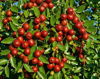 Li Jujube Tree Live Plant Sweet Chinese Date Fruit Zones 6–9