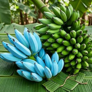Blue Java Ice Cream Banana Tree Live Plant – Rooted Musa, Sweet Vanilla Flavor