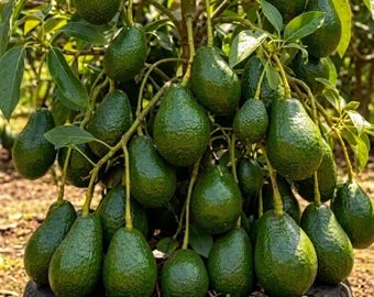 Dwarf Avocado “Little Cado” Grafted Plant, ~1 Ft Tall, Shipped Bare Root in Bag