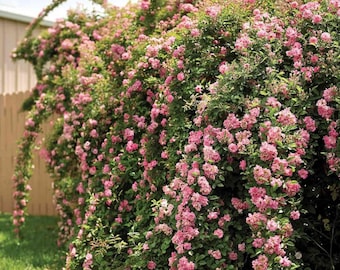 Thornless Peggy Martin Climbing Rose Live Plant with Soft Pink Blooms
