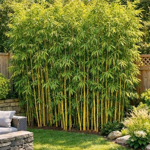 May include: A dense cluster of tall, golden-yellow bamboo stalks featuring vibrant green, lance-shaped leaves. The bamboo plants grow vertically in a thick, upright formation, creating a natural screen with visible segmented stems.