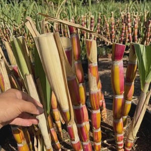 May include: A cluster of sugarcane stalks planted in a large black container. The stalks feature vertical stripes of vibrant yellow, deep red, and green, with some stalks partially wrapped in dry, light beige leaves and others showing green foliage.