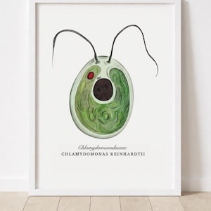 Può includere: Un'illustrazione scientifica incorniciata di una cellula di Chlamydomonas reinhardtii. L'organismo è di forma ovale con un interno verde, un nucleo centrale scuro, una macchia oculare rossa e due lunghi flagelli. Il testo riporta Chlamydomonadaceae e CHLAMYDOMONAS REINHARDTII.