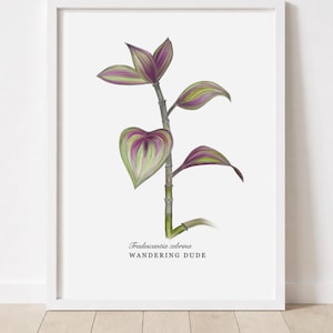 Stampa artistica di Tradescantia Zebrina • Illustrazione scientifica • Collezione di piante da appartamento
