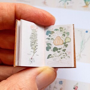 May include: A small, brown leather-bound book with illustrations of a plant and a gourd. The book is open to show the illustrations, which are hand-drawn in watercolour.