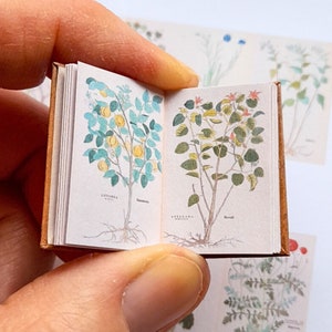 May include: A small, open book with illustrations of two different plants. The left page shows a plant with green leaves and yellow fruit, labelled "L. Citorea." The right page shows a plant with green leaves and red flowers, labelled "A. Verbana."