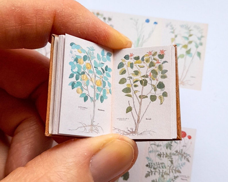 May include: A small, open book with illustrations of two different plants. The left page shows a plant with green leaves and yellow fruit, labelled "L. Citorea." The right page shows a plant with green leaves and red flowers, labelled "A. Verbana."