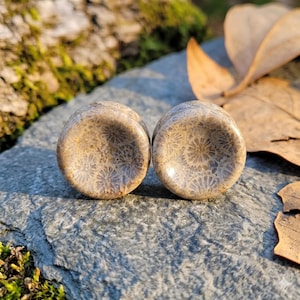 May include: A pair of circular ear plugs featuring a natural fossilized coral pattern in shades of beige, tan, and light brown. The surface of the plugs displays intricate, star-like organic textures characteristic of fossilized coral stone.