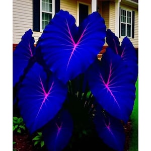 May include: A cluster of large, heart-shaped leaves in a deep blue hue, with vibrant pink veins radiating from the center. The plant is set against a backdrop of a house with white siding and dark blue shutters, creating a striking contrast.