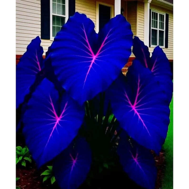 May include: A cluster of large, heart-shaped leaves in a deep blue hue, with vibrant pink veins radiating from the center. The plant is set against a backdrop of a house with white siding and dark blue shutters, creating a striking contrast.