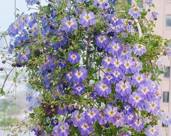 Rare Nasturtium Seeds – Heirloom Tropaeolum Flowers