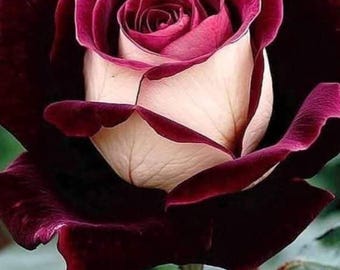 Rare Rainbow Rose Seeds – Multi-Color Garden Blooms