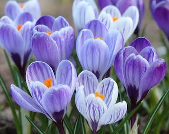 Bulbos de azafrán Blue Moon, paquete de 12 bulbos de flores perennes