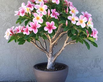 Plumeria Rubra Seeds – Tropical Bonsai Flowering Tree