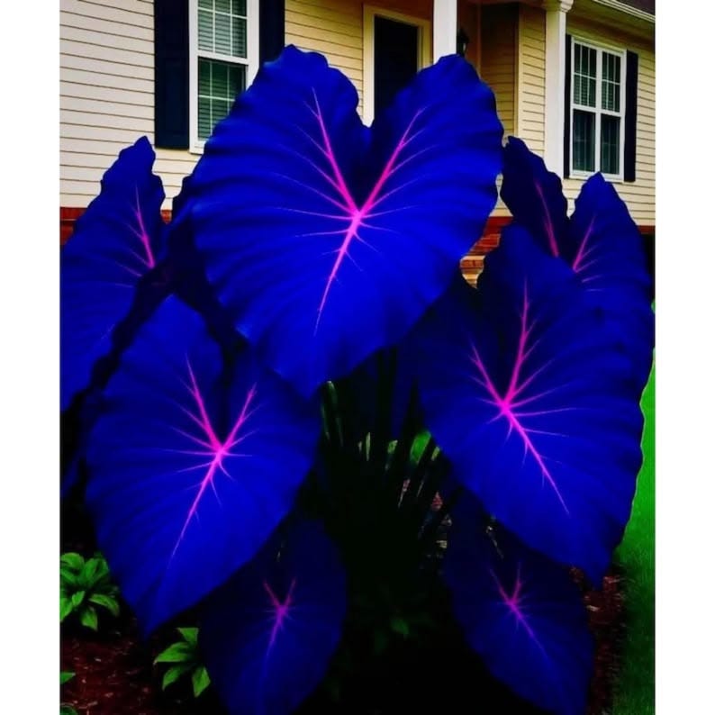 May include: A cluster of large, heart-shaped leaves in a deep blue hue, with vibrant pink veins radiating from the center. The plant is set against a backdrop of a house with white siding and dark blue shutters, creating a striking contrast.