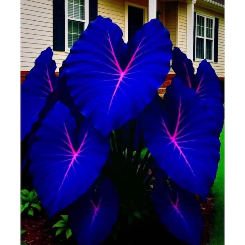 May include: A cluster of large, heart-shaped leaves in a deep blue hue, with vibrant pink veins radiating from the center. The plant is set against a backdrop of a house with white siding and dark blue shutters, creating a striking contrast.