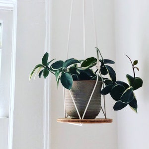 Plant Hanger Shelf, recycled bamboo and canadian cotton, three sizes image 1