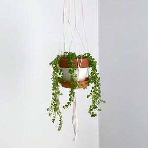May include: A white macrame plant hanger with a terracotta pot and trailing green plant.