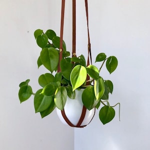 Plant Hanger, recycled leather plant harness to hang your own pot image 1