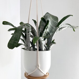 Plant Hanger Shelf, recycled bamboo and canadian cotton, three sizes image 3