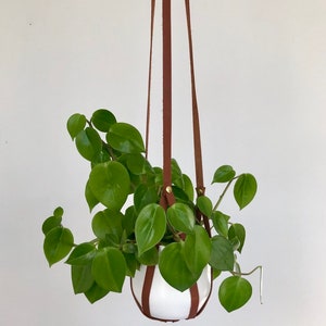 Plant Hanger, recycled leather plant harness to hang your own pot image 3