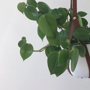 Plant Hanger, recycled leather plant harness to hang your own pot image 5